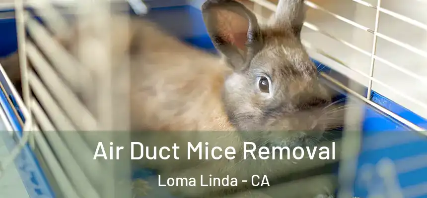Air Duct Mice Removal Loma Linda - CA
